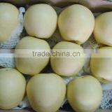 Chinese Golden Pear 9kg 18kg Carton thumbnail-3