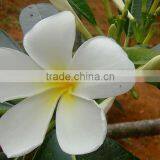 Natural Plant Plumeria Obtusa thumbnail-4