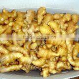 Wholesale Weifang Fresh Ginger All Size Available thumbnail-4