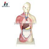 Minature Human Torso Tall:28cm