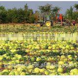 Edible Red Water Melon Seeds Big Size thumbnail-6