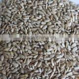 Yummy Sunflower Seeds- Organic Sunflower Kernels New Corp to Sale thumbnail-2