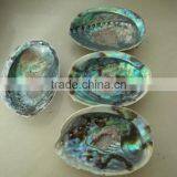 Green New Zealand Paua Abalone Shell Raw Material