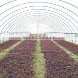 Single-Span Hot-Dip Galvanized Steel Pipe Frame 200mm PVC Film Covered Greenhouse thumbnail-2
