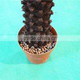Home Garden Decorative 30cm to 200cm Height Artificial Bonsai Cycas EST11 2703 thumbnail-3