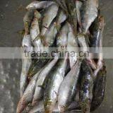 Good Price Wholesale Round Frozen Pilchard for Canning thumbnail-1