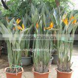 Strelitzia Reginae Bird Of Paradise Crane Flower thumbnail-2