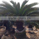 Cycas 35-40cm