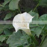 Datura Stramonium Extract thumbnail-4
