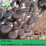 New Arrival High Quality Pleurotus Abalonus thumbnail-5