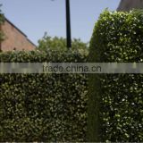 plastic green wall outdoor,vertical garden green wall