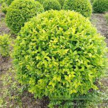 the Price of Ligustrum Vicaryi Balls is Cheap and the Survival Rate is High. thumbnail-2