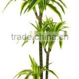 100 cm Artificial Dracaena Lemon Lime