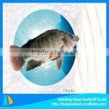 Fresh Tilapia From Tilapia Fish Farming thumbnail-1