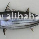 Skipjack Whole Round (frozen on Board) thumbnail-1