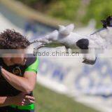 Eco Friendly Frisbee Disc Pet Flying Disc for Dogs