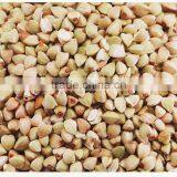 Chinese Non Gmo New Crop Roasted Buckwheat Kernel for Georgia Wholesale thumbnail-5