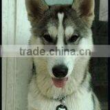 Dog Chain Gifts of Round Metal Logo Stainless Steel Dog Tag thumbnail-3