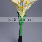 Teaching Biological Cabage Flowers Model
