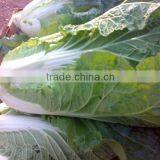 Fresh Lettuce thumbnail-1