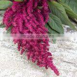 Amaranth Seeds Superfood thumbnail-2