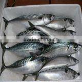 Block Frozen Whole Round Mackerel Fish thumbnail-2