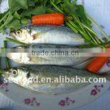 IQF Frozen Horse Mackerel thumbnail-1