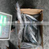 Frozen Barbecue Saury thumbnail-1