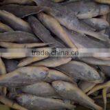 Frozen Yellow Croaker 55/75 G/pc thumbnail-6
