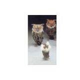 Sell Feather Bird thumbnail-1