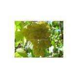 White Grape Juice Concentrate With High Quality