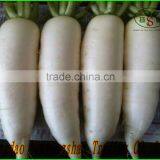 (HOT) Fresh Radish/ White Fresh Radish/White Radish