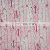 Plant Leaf Slides , Plant Leaft Epidermis Slides ,leaf Slides of Botany,leaf Spidermis Slides thumbnail-3