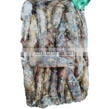 Frozen Black Squid Indian Ocean Squid Indian Squid Factory Direct Sale thumbnail-4