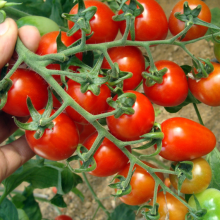 20pcs f1 Hybrid Tomato Seeds Supplier Red Cherry Tomato Seeds Planting for Sale thumbnail-1