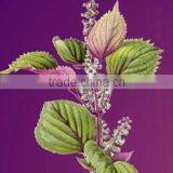 Wendeng Jingang Foods Co., Ltd. company overview - view 3 thumbnail