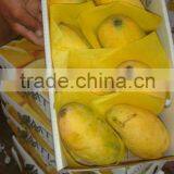 Strong Aroma Sindhri Mango thumbnail-1