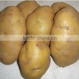 fresh holland potatoes in 10kgs/ctn