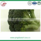 IQF Fresh Broccoli From China