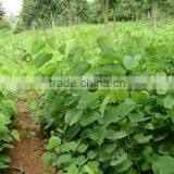 Bauhinia Variegata thumbnail-5