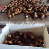 Small Fresh Taroes thumbnail-1