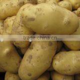 Promotion Offer Mesh Bags Packede Potato