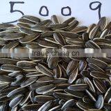 sunflower seeds