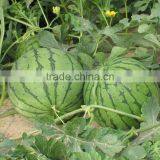 Early Maturity Anti-crack Good Commodity Super Jingxin Melon Seeds thumbnail-2