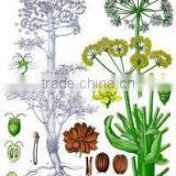 NATURAL ASAFETIDA OIL thumbnail-4