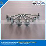 Polished Umbrella Head Iron Nails/ Roofing Nails thumbnail-3