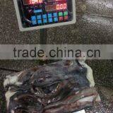 Frozen Raw Giant Squid Tentacle thumbnail-1