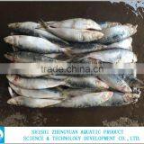 Hot Sale Frozen Sardine Fish Whole Round thumbnail-3