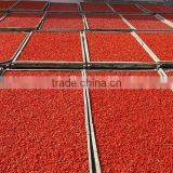 Natural Original Wolfberry Goji Tea Lycium Barbarum Body Detox Tea thumbnail-4