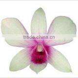 Thailand Top Quality D-001 Dendrobium Sailung Orchid thumbnail-1
